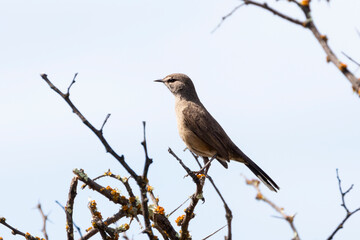 Karoo Scrub-robin (Cercotrichas coryphaeus cinerea) perched on branch, Vrolijkheid Nature Reserve,...