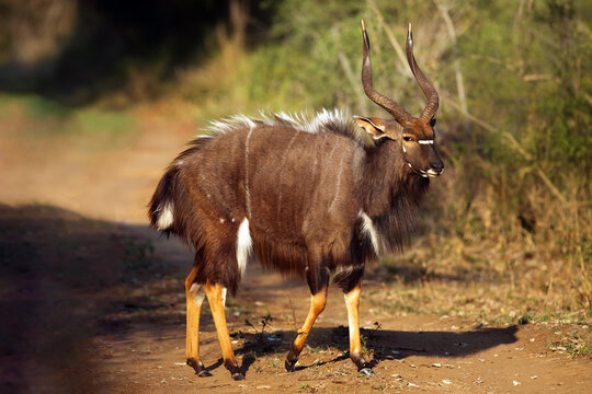 The nyala (Tragelaphus angasii), also called inyala, adult male in the ritual duel