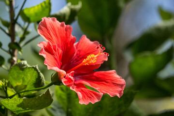 Close up Pollen of red Hibiscus rosa-sinensis