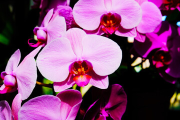 Obraz na płótnie Canvas pink orchid flower