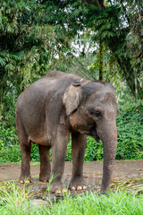 Fototapeta premium A elephant calf is smiling on the field