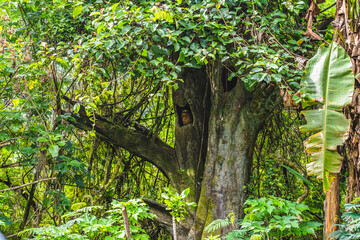 An owl is looking at you in the dark forest