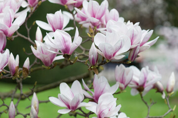 Blühender Magnolienbaum