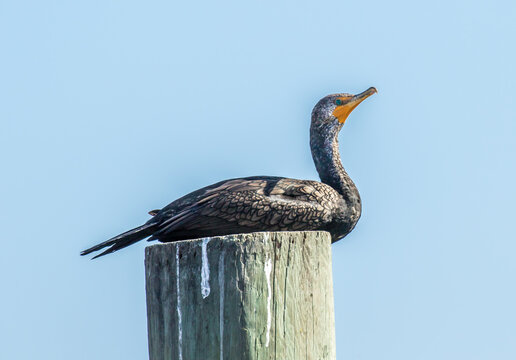 A double crested comorant on a post.  They are excellent divers, and mostly feed under water.