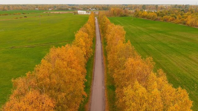 Autumn alley