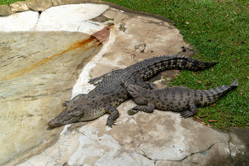 Crocodiles are sleeping beside the pond