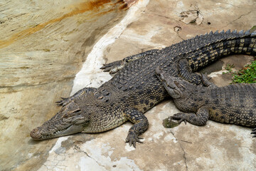 Crocodiles are sleeping beside the pond