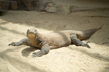 A komodo dragon is looking at you