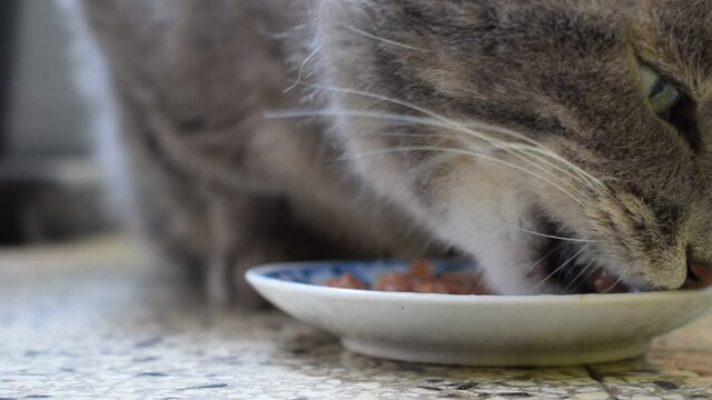 Gatto ft0207_1063 Gato