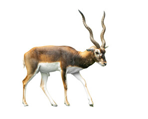Impala animal isolate is on white background with clipping path