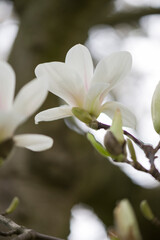 Weiß blühender Magnolien Baum