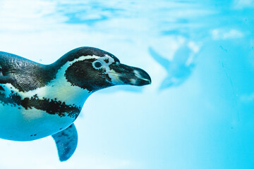 Humboldt penguin is swimming in the pool © NOV17