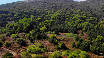 Aerial Drone View Flight over pine tree forest in Mountain in Albania 4k