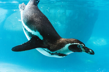 Humboldt penguin is swimming in the pool - obrazy, fototapety, plakaty