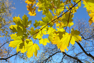 Maple tree branch with yellow leaves on blue sky. Bright autumn view of the part of the beautiful tree lit by natural sunlight in the fall.