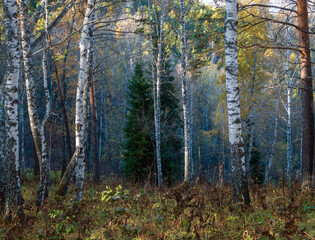 A autumn forest in the Siberian State Reserve near Krasnoyarsk.