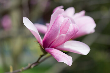 Blühende Magnolien in zart rosa