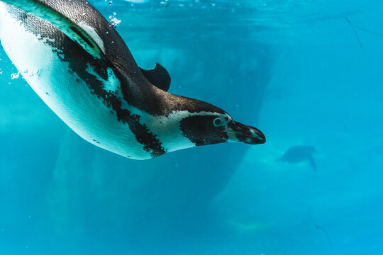 Humboldt penguin is swimming in the pool