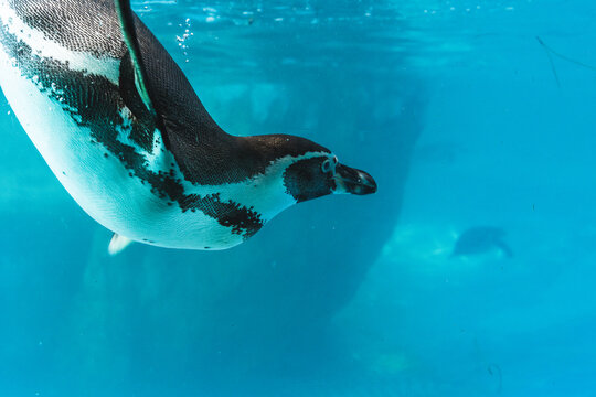 Humboldt penguin is swimming in the pool