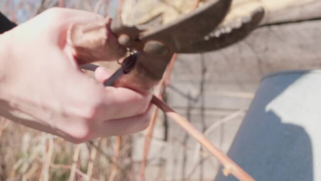 Close-up of women's hands with pruning shears cut dry branches of raspberries into pieces for a compost pit on a fun warm day.
