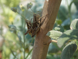 grasshopper on a branch