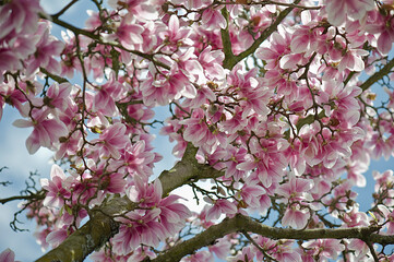Blühender Magnelienbaum im Frühjahr