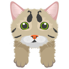 
A furry cat known as american wirehair 
