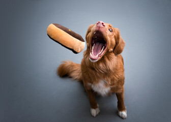 Dog catching donut - obrazy, fototapety, plakaty