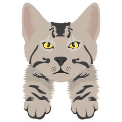 
A grey colored wildcat lives in forest oftenly used as pet 
