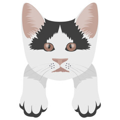 
A cute cross cat with amazed emotion 
