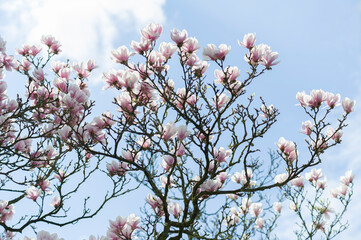 Blühender Magnolienbaum