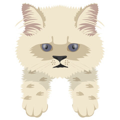 
A wild cat with horrible looks, forest cat
