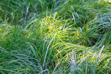Green grass with dew drops close-up. Sunlight on the lawn. Selective focus, shallow depth of field