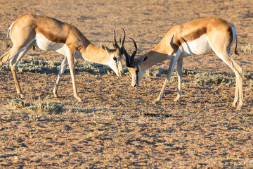 Springbuck or Springbok (Antidorcas marsupialis) rams mock fighting Kgalagadi Transfrontier Park, Kalahari, Northern Cape, South Africa