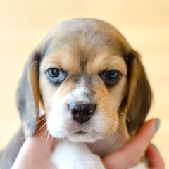 beagle puppy