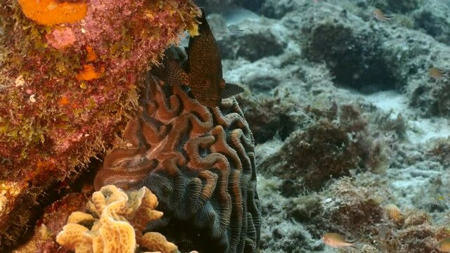 Seascape in coral reef of Caribbean Sea with Grouper, coral and sponge