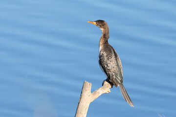 Reed Cormprant or Long-tailed Cormorant (Microcarbo africanus) non-breeding adult perched above Breede River, Western Cape, South Africa in winter