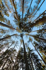 Tall pine trees, treetops from below