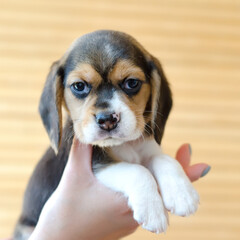 beagle puppy