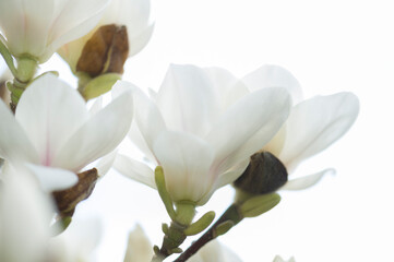 Weiße Magnolienblüte