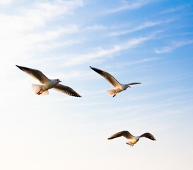 Three seagulls in flight on blue sky