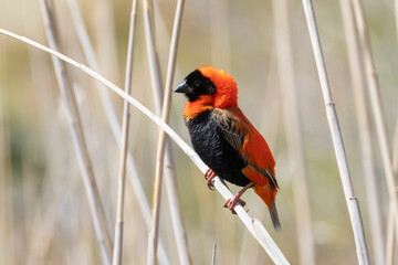 Southern Red Bishop (Euplectes orix)  breeding male perched on reed, Vrolijkheid NatureReserve, McGregor, Western Cape, South Africa
