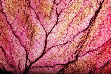 Dry Leaf Texture Abstract Background