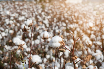 A white cotton plant and a cotton field ready to be harvested in the background. The concept of...
