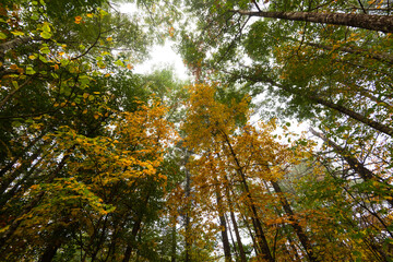 Dark foliage and leaves changing in the fall. New Hampshire forest background