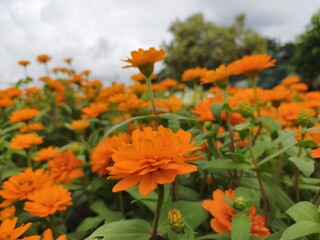 orange flowers in the garden