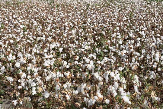 Cotton field ready to be harvested. Cotton background. The concept of agriculture