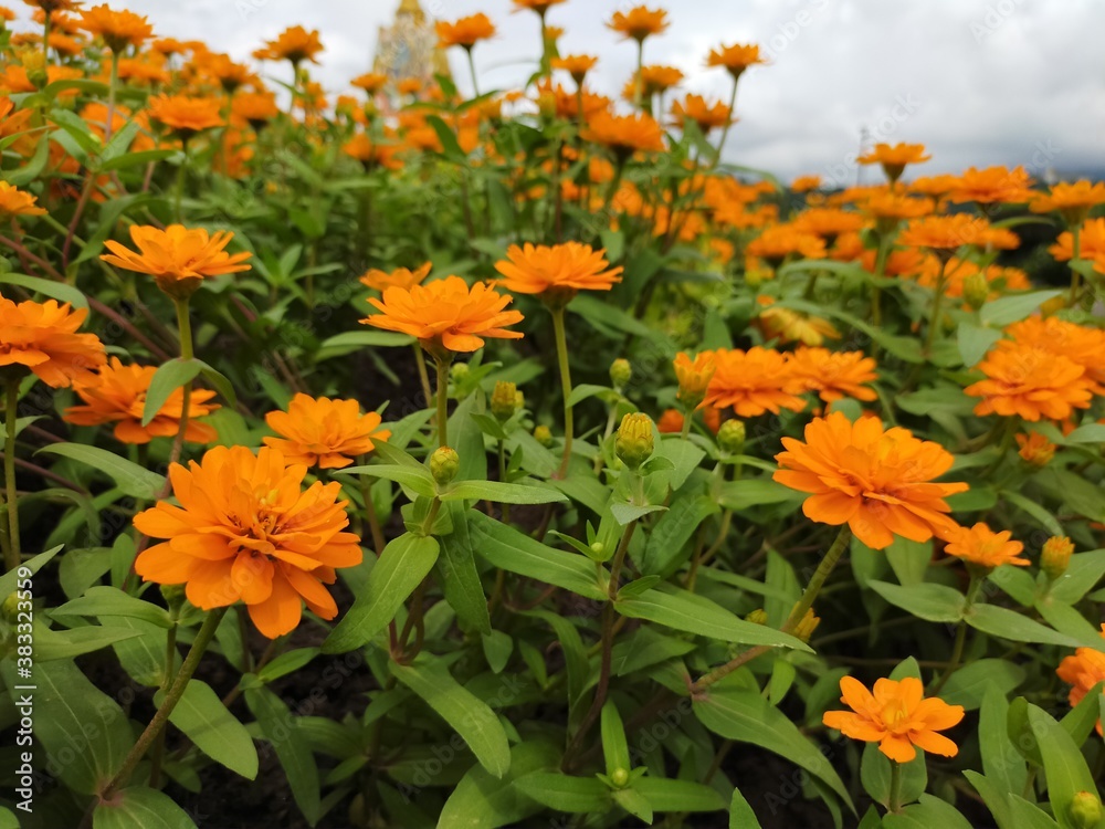 Wall mural orange flowers in the garden