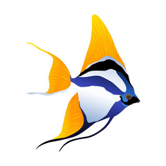 Decorative sea or aquarium fish on white background. Freshwater or saldwater aquarium cartoon fish. Variet of ornamental popular fish