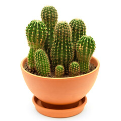 cactus in pot